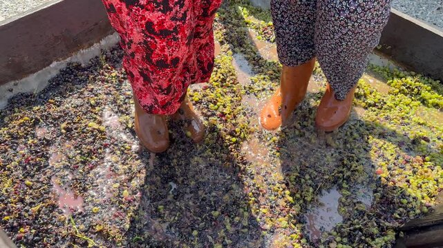 Traditional winemaking by crushing grapes with feet 