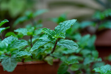 Fresh green mint leaves growing on a stem in natural light