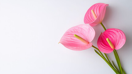Fototapeta premium Three pink flowers with green stems are arranged in a row