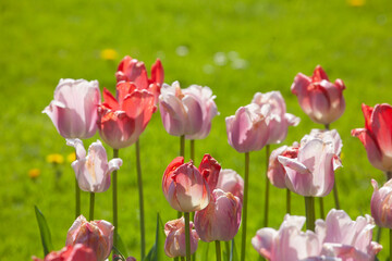Bunt blühendeTulpen,  (Tulipa), Blumenbeet, Deutschland