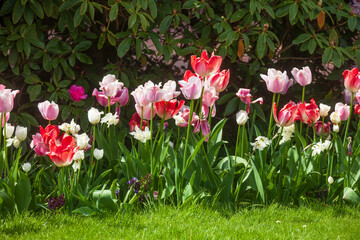 Bunt blühendeTulpen,  (Tulipa), Blumenbeet, Deutschland