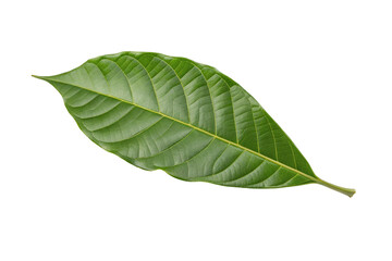 Obraz premium Close up of a single fresh green leaf with detailed veined texture isolated on white background