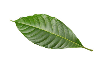 Fototapeta premium Vibrant green leaf closeup isolated on transparent background for botanical science projects