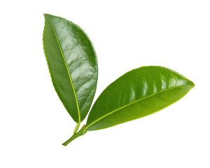 Fototapeta premium Close up of fresh green leaves isolated on black background for nature and botanical design elements