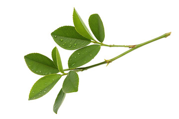 Obraz premium Fresh green leaves with water droplets on a branch isolated on a black background for purity image