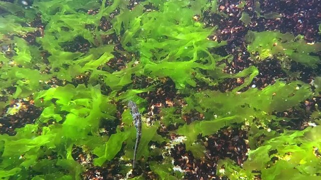 Long-snouted seahorse Hippocampus hippocampus swims against the background of macrophyte seaweed in the Black Sea