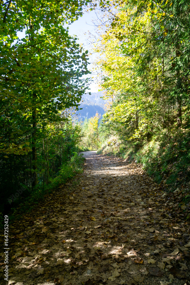 Poster a path through a forest with trees on either side