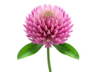 Closeup of a pink clover flower isolated on transparent background