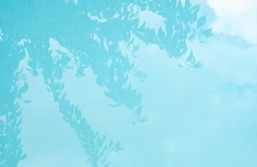 leaves and branches of a tree reflected in the turquoise water of a pool