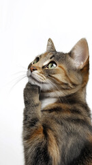 Obraz premium cat-meme916_186