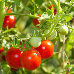 Ripe cherry tomatoes growing on a vine in the garden