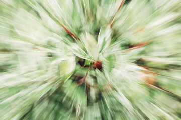 zoom effect photo of a green plant