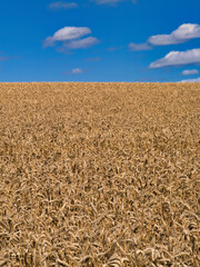 Ripened wheat heads fill the frame under a deep blue sky with soft clouds on a bright summer afternoon in the Shropshire Hills National Landscape, Shropshire, UK.