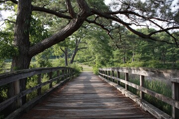 Fototapeta premium Cross Country Running Background. Sunken Meadow State Park Bridge with Tree Landscape