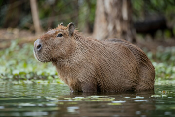Capybara in its Natural Habitat: Stunning Wildlife Photography