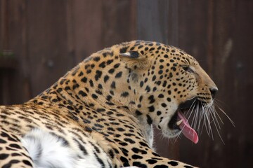 Portrait of a leopard on a dark background. Close-up of a leopard's face. What an animal looks like after waking up. Wild animals. Feline mammals. Leopard print. Predator's snarl. Leopard
