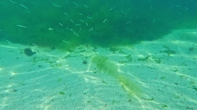 Mediterranean sand eel Gymnammodytes cicerelus, a school of small fish swims over algae in the water column in the Black Sea