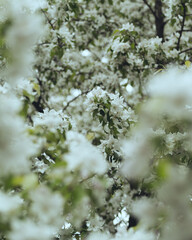 White apple tree blossoms in spring garden