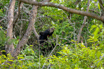 Adorable Black Bear Yearling enjoying Some berries