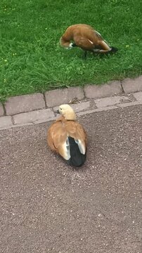 When everyone is still working on themselves, and you're already a super star. Humor. Ducks on the road and meadow. Cute funny birds