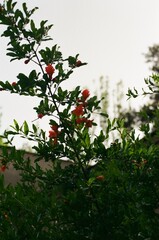 Blooming Pomegranate Tree with Red Flowers Armenia