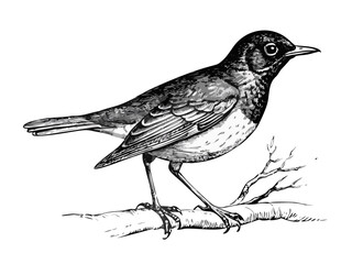 Obraz premium Antique illustration (1898): Oregon Robin