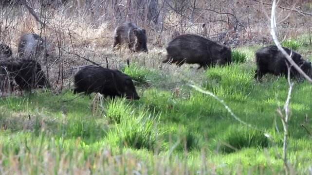 A herd, or squadron, of Javelinas, or Collared Peccaries, lumbers invasively through a wetland in early spring