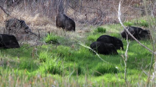 A herd, or squadron, of Javelinas, or Collared Peccaries, lumbers invasively through a wetland in early spring