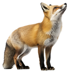 Fototapeta premium Red fox looking up isolated on a transparent background