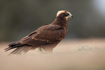 Western Marsh Harrier portrait