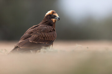 Western Marsh Harrier portrait