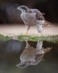Eurasian goshawk portrait