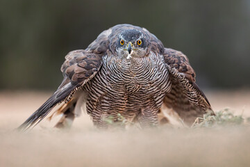 Eurasian goshawk portrait