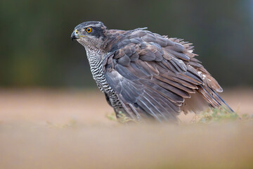 Eurasian goshawk portrait