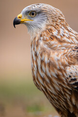 red kite portrait 