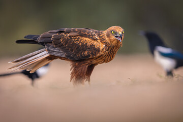 Western Marsh Harrier portrait