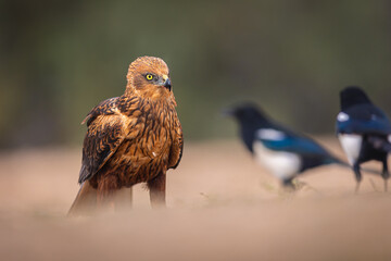 Western Marsh Harrier portrait