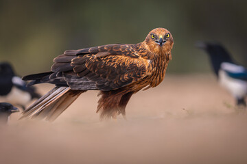Western Marsh Harrier portrait