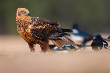 Western Marsh Harrier portrait