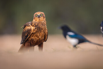Western marsh harrier portrait