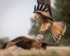 red kite fighting