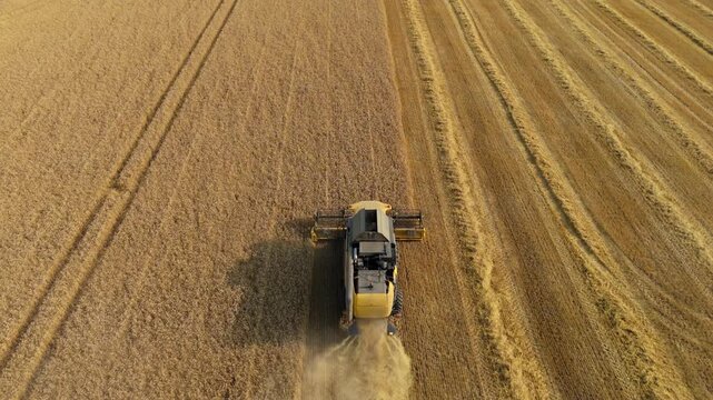 Aerial drone view of combine harvesters and tractors harvesting crops wheat from fields, summer season in England UK agriculture and agronomy  - Powered by Adobe