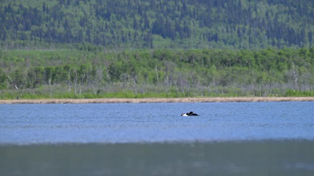 Ducks on a pond in the spring, buffleheads