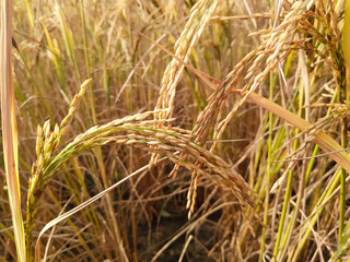 Fototapeta premium Paddy crop with golden rice grains in agricultural field, mature rice plants ready for harvest, rural farm landscape showing cultivated ears and stalks, Indian countryside farmland scene