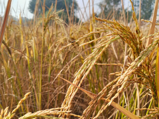 paddy crop with golden rice grains in agricultural field, mature rice plants ready for harvest, rural farm landscape showing cultivated ears and stalks, Indian countryside farmland scene