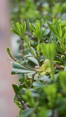 Green leaves captured under sunlight in outdoor garden in torrevieja, spain showcasing vibrant growth and intricate patterns.
