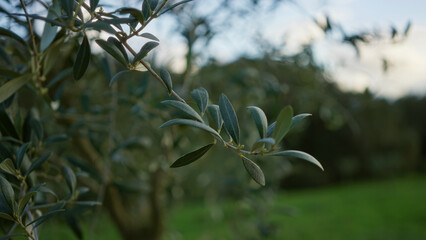 Olive tree branches with green leaves in a serene outdoor setting in mallorca, spain, capturing the...
