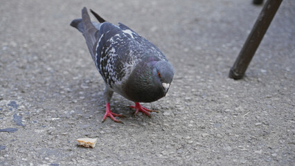 Pigeon walking on sunny pavement outdoors with bright red feet and pecking at scattered breadcrumb amidst surrounding furniture legs casting shadows