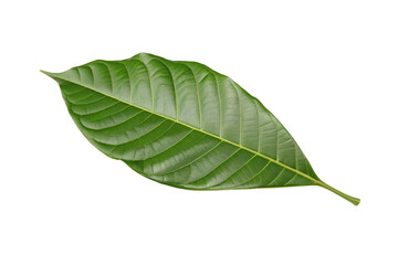 Obraz premium Green leaf closeup showing texture and vibrant color isolated on white background for nature theme