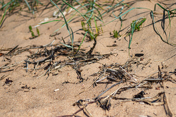 Close-up of dry sand scattered with twigs, debris, and sparse dune grass on a sunny beach, showing natural coastal textures.